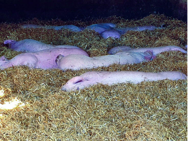 Finishing pigs lying stretched out and relaxed in deep straw.